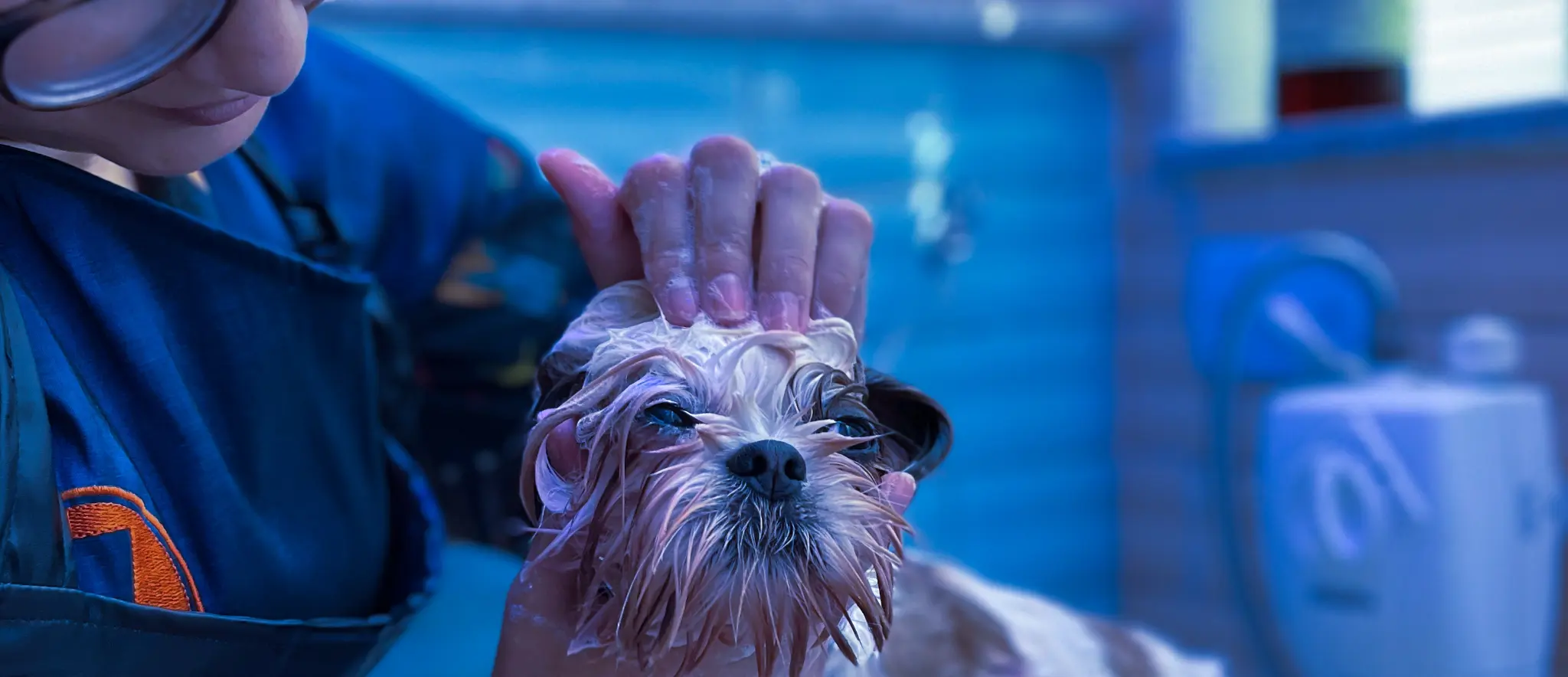 Tratamento de Pelagem