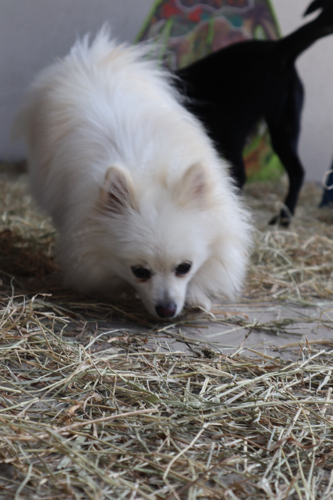 Hotel Canto Pet - Área de brincadeiras